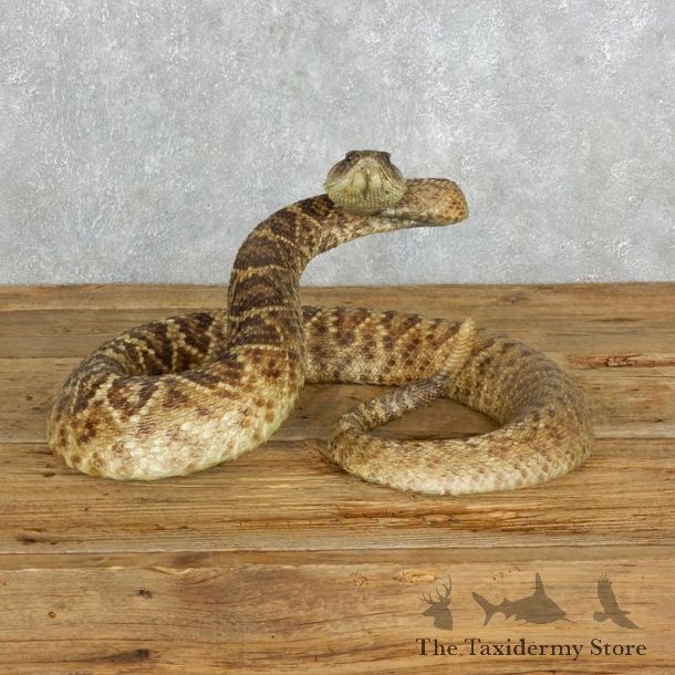 Western Diamondback Rattlesnake Mount For Sale #18016 @ The Taxidermy Store