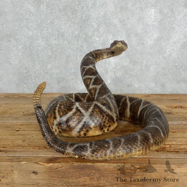 Eastern Diamondback Rattlesnake Mount For Sale #18017 @ The Taxidermy Store