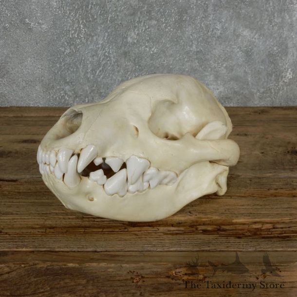 African Hyena Shoulder Mount #18020 For Sale @ The Taxidermy Store