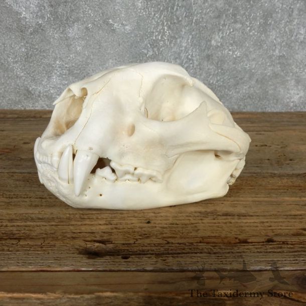 Mountain Lion Cougar Full Skull For Sale #18023 @ The Taxidermy Store