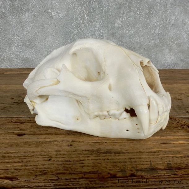 Mountain Lion Cougar Full Skull For Sale #18024 @ The Taxidermy Store