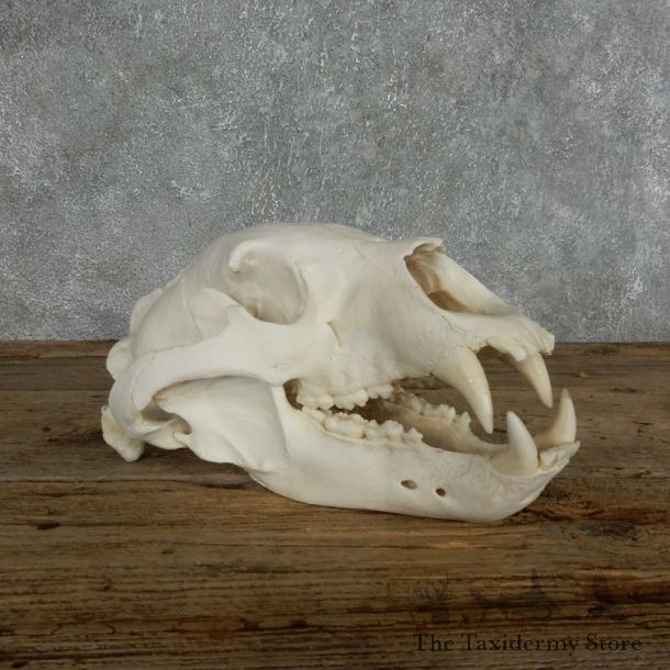 Inland Grizzly Bear Skull Mount For Sale #18027@ The Taxidermy Store