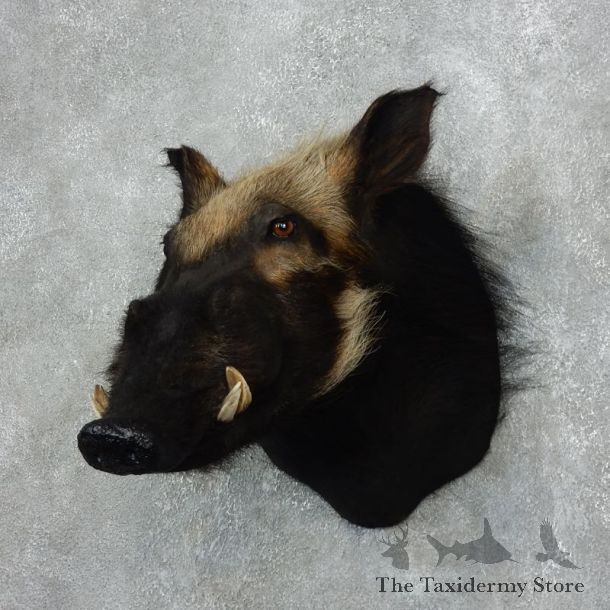 For Sale - African Bushpig Mount #18051 - The Taxidermy Store