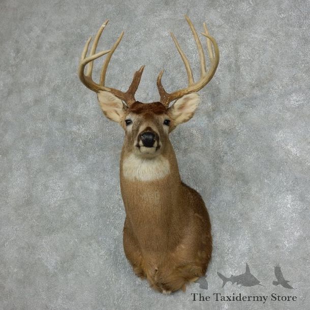 Whitetail Deer Taxidermy Shoulder Mount For Sale #18069 @ The Taxidermy Store