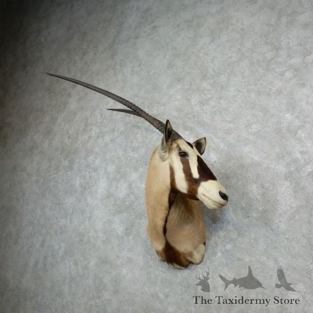 Gemsbok Oryx Shoulder Mount For Sale #18074 @ The Taxidermy Store