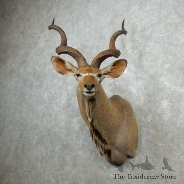 Greater Kudu Shoulder Mount For Sale #18075 @ The Taxidermy Store