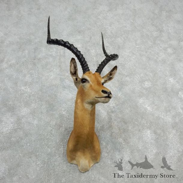 African Impala Shoulder Mount For Sale #18077 @ The Taxidermy Store