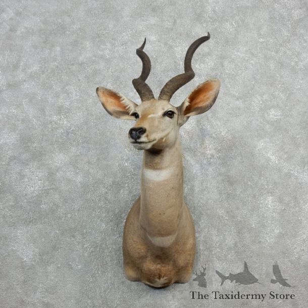 Lesser Kudu Taxidermy Mount For Sale #18079 @ The Taxidermy Store