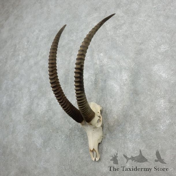 Sable Antelope Skull & Horn Mount For Sale #18080 @ The Taxidermy Store