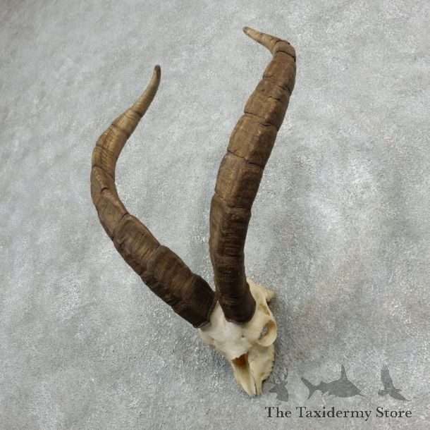 Ronda Ibex Skull Horn European Taxidermy Mount For Sale #18081@ The Taxidermy Store