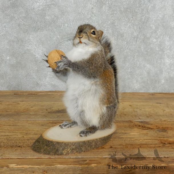 Grey Squirrel Life-Size Mount For Sale #18160 @ The Taxidermy Store