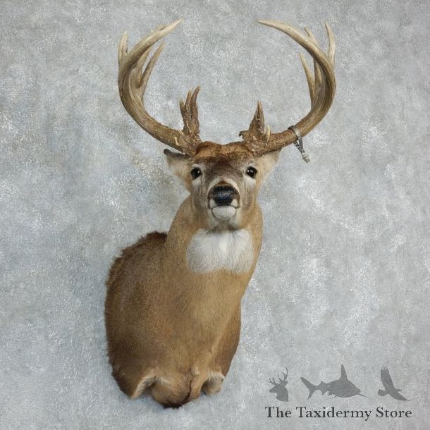Whitetail Deer Shoulder Mount For Sale #18228 @ The Taxidermy Store