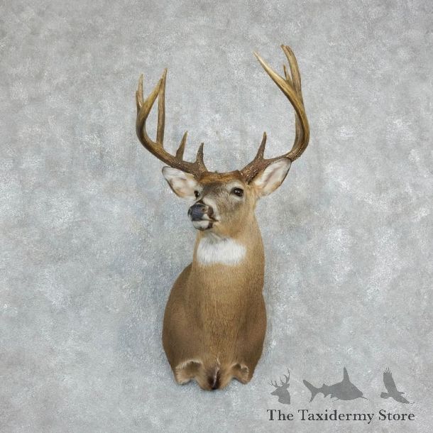 Whitetail Deer Shoulder Mount For Sale #18231 @ The Taxidermy Store
