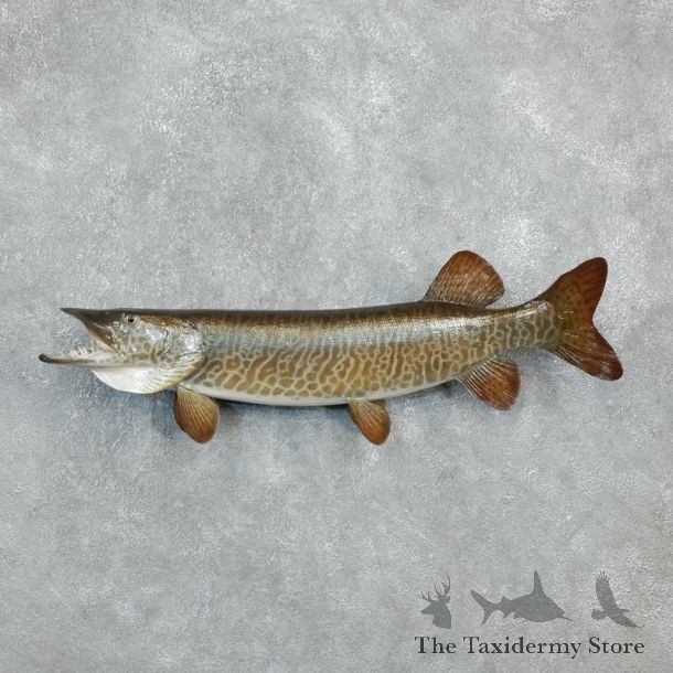 Musky Fish Taxidermy Mount For Sale  #18239 - The Taxidermy Store