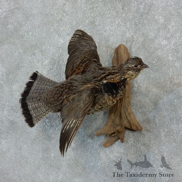 Flying Ruffed Grouse Bird Taxidermy Mount For Sale #18245 @ The Taxidermy Store