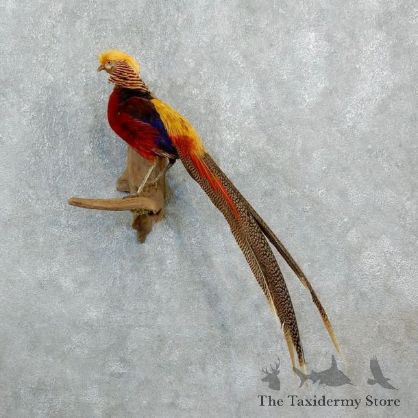 Golden Pheasant Taxidermy Bird Mount For Sale @ The Taxidermy Store-18247
