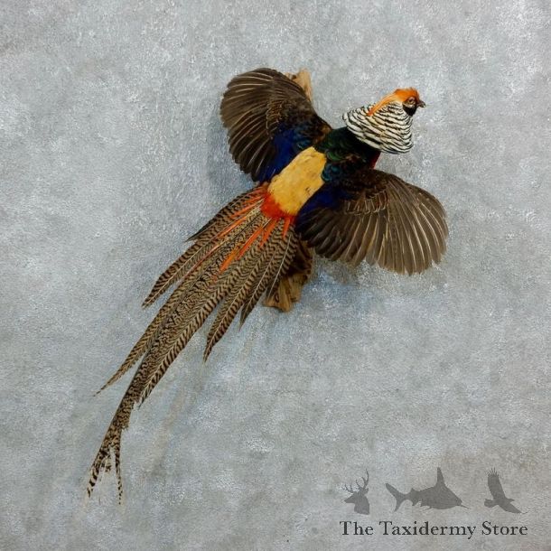 Flying Lady Amherst Golden Pheasant Taxidermy #18248 For Sale @ The Taxidermy Store