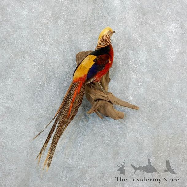 Golden Pheasant Taxidermy Bird Mount For Sale @ The Taxidermy Store-18249