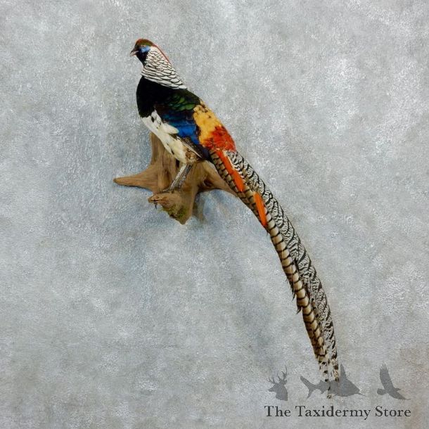 Lady Amherst Pheasant Bird Mount For Sale #18251 @ The Taxidermy Store