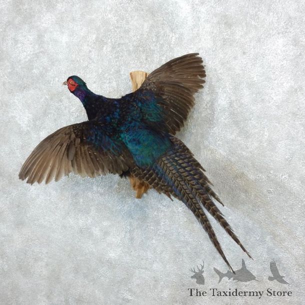 Black Pheasant Bird Mount For Sale #18252 @ The Taxidermy Store