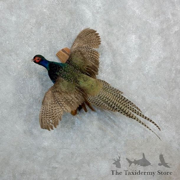 Green Pheasant Taxidermy Mount  #18253 For Sale @ The Taxidermy Store
