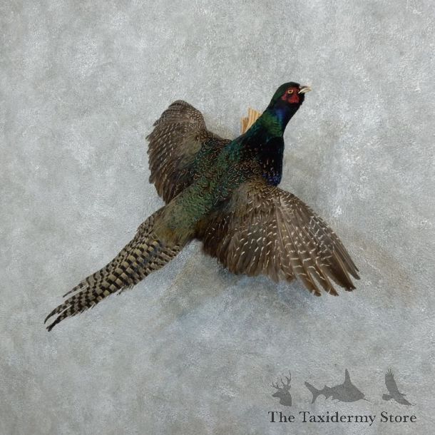 Green Pheasant Taxidermy Mount  #18254 For Sale @ The Taxidermy Store