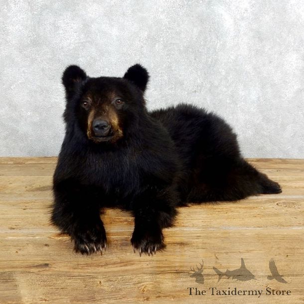 Laying Black Bear Cub Mount #18259 For Sale @ The Taxidermy Store