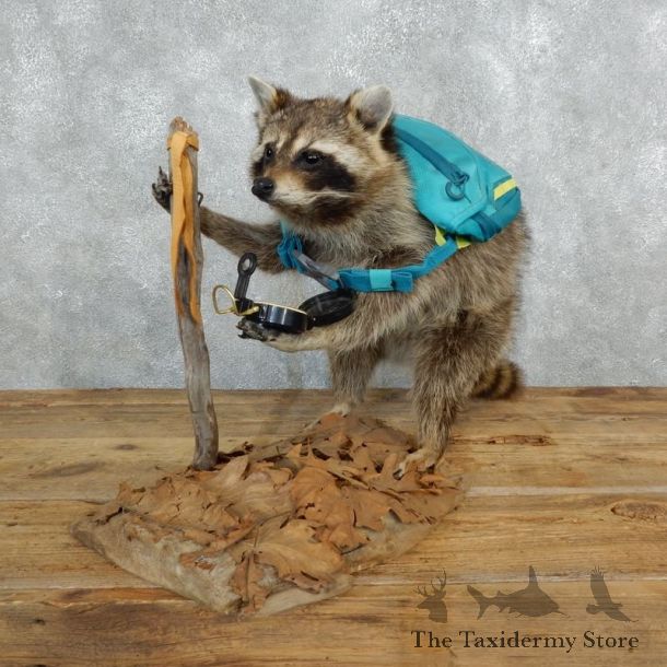 Novelty Hiking / Backpacking Raccoon Mount #18261 For Sale @ The Taxidermy Store