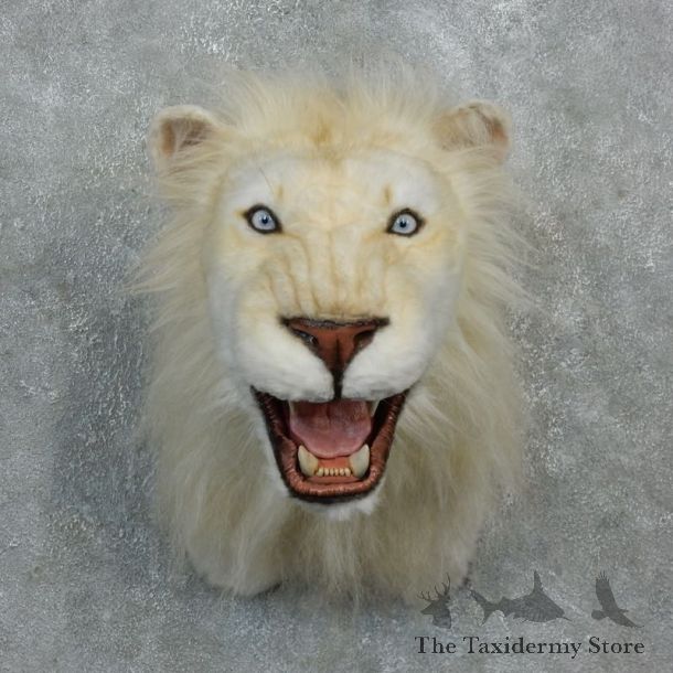 Reproduction African White Lion Shoulder Mount #18295 For Sale @ The Taxidermy Store