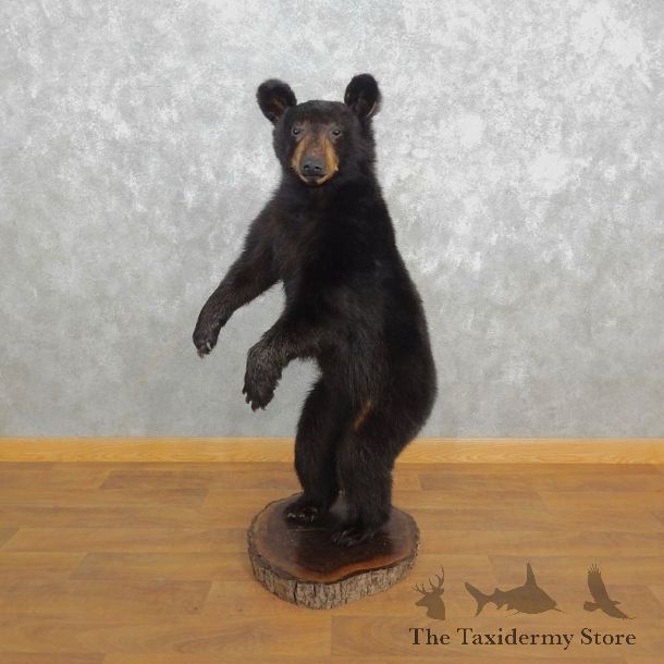 Black Bear Life-Size Mount For Sale #18314 @ The Taxidermy Store
