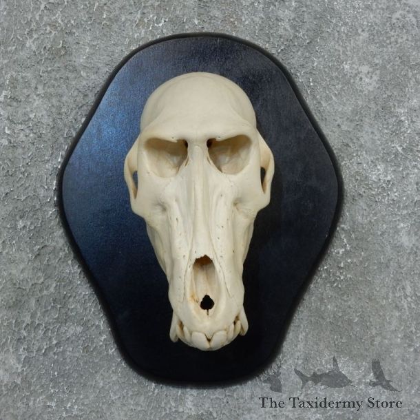 Chacma Baboon Skull Mount For Sale #18327 @ The Taxidermy Store