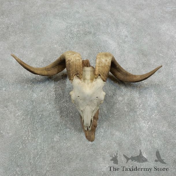 Catalina Goat Horn Mount For Sale #18334 @ The Taxidermy Store