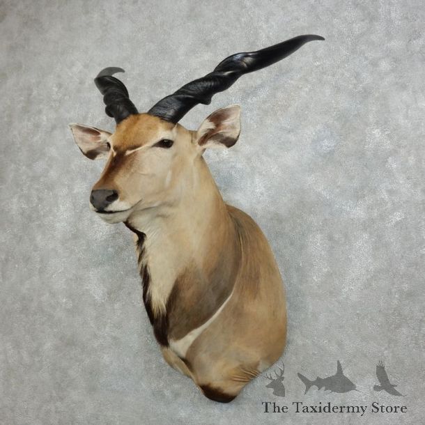African Lord Derby Eland Shoulder Taxidermy Mount #18344 For Sale @ The Taxidermy Store