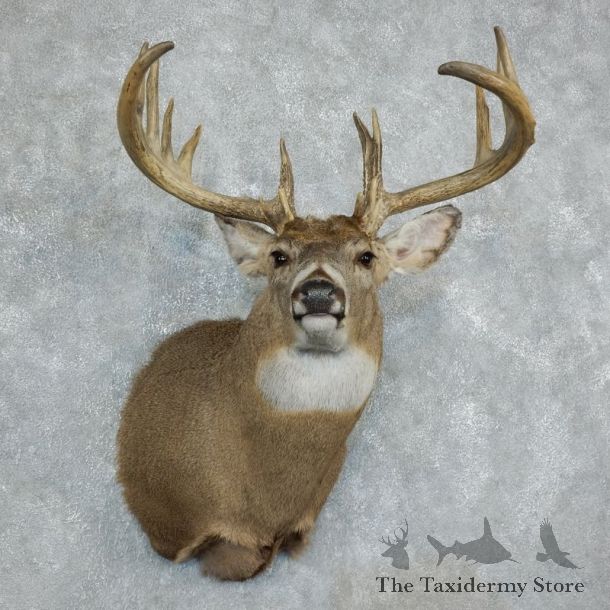 Whitetail Deer Shoulder Taxidermy Mount For Sale #18349 @ The Taxidermy Store.jpg