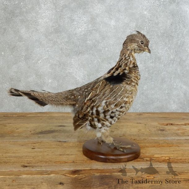 Ruffed Grouse Bird Mount For Sale #18356 @ The Taxidermy Store