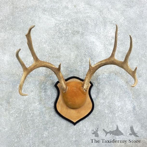 Whitetail-Deer-Antlers-Plaque-Taxidermy-Mount #18370 For Sale @ The Taxidermy Store