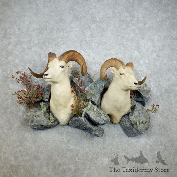 Dall Sheep Shoulder Mount For Sale #18384 @ The Taxidermy Store