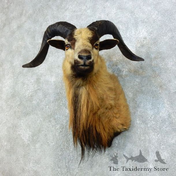Corsican Ram Shoulder Mount For Sale #18458 @ The Taxidermy Store