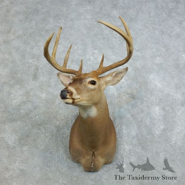 Whitetail Deer Shoulder Mount #18460 For Sale - The Taxidermy Store
