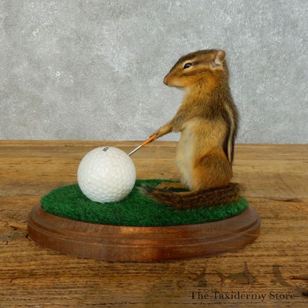 Golfing Squirrel Novelty Mount For Sale #18471 @ The Taxidermy Store