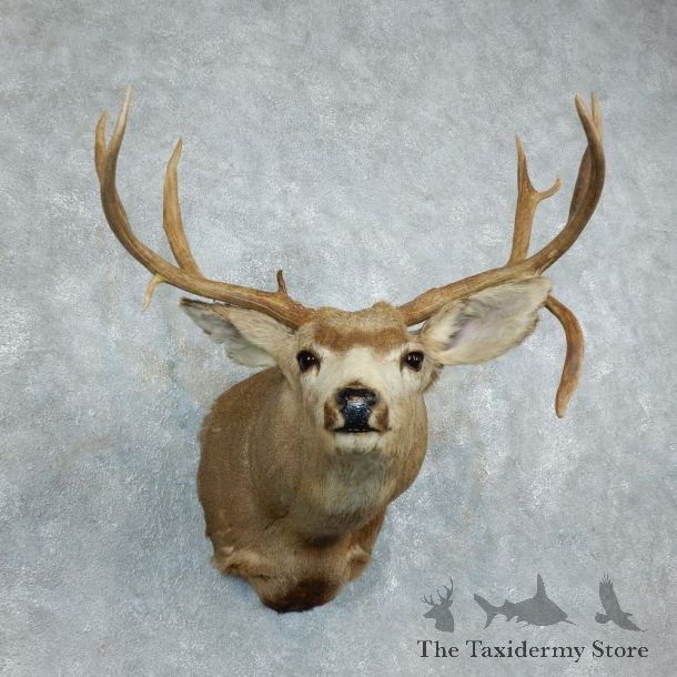 Mule Deer Shoulder Mount For Sale #18510 @ The Taxidermy Store