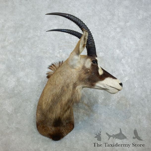 Roan Antelope Shoulder Mount For Sale #18530 @ The Taxidermy Store