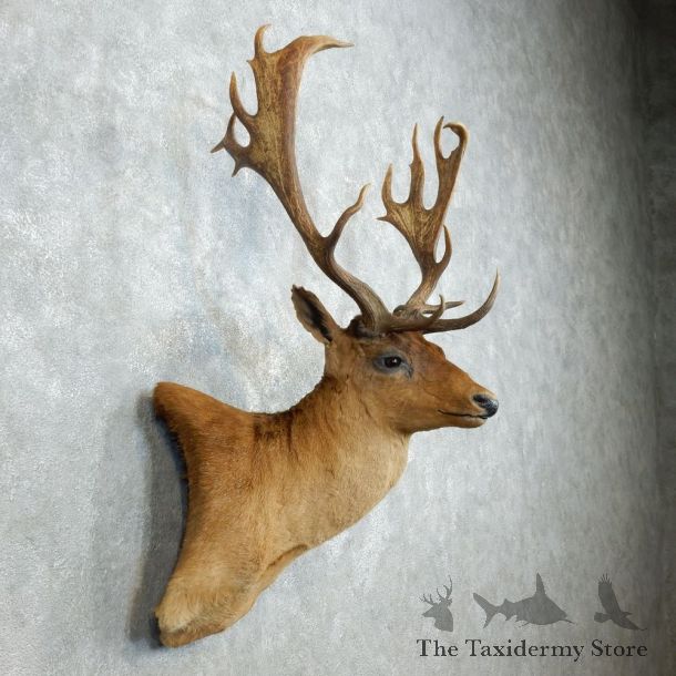 Fallow Deer Shoulder Mount For Sale #18536 @ The Taxidermy Store
