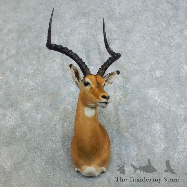 African Impala Shoulder Mount For Sale #18539 @ The Taxidermy Store
