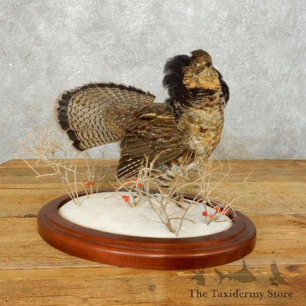 Ruffed Grouse Bird Mount For Sale #18545 @ The Taxidermy Store