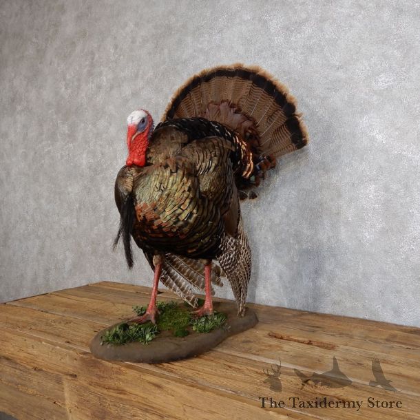 Eastern Turkey Bird Mount For Sale #18558 @ The Taxidermy Store