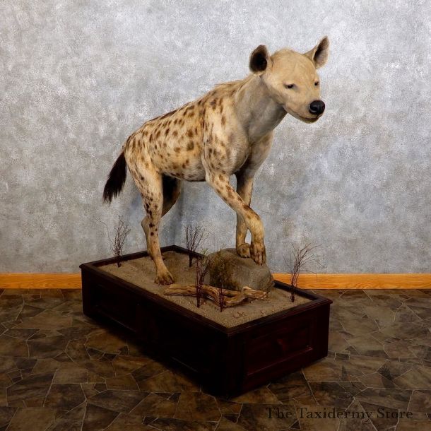 African Hyena Life-Size Taxidermy Mount #18622 For Sale @ The Taxidermy Store