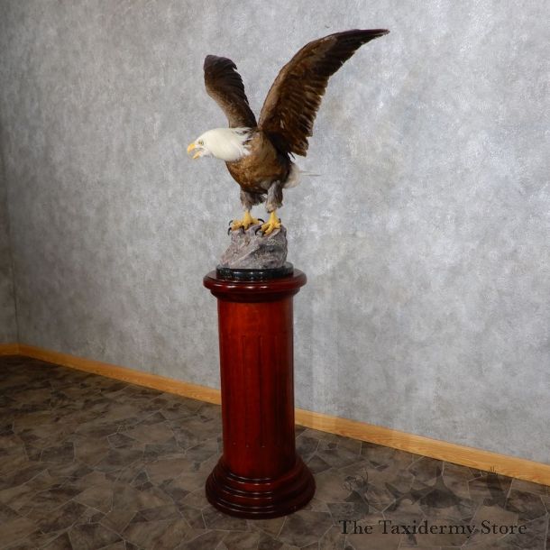 Reproduction Bald Eagle Mount For Sale #TTS1702 @ The Taxidermy Store