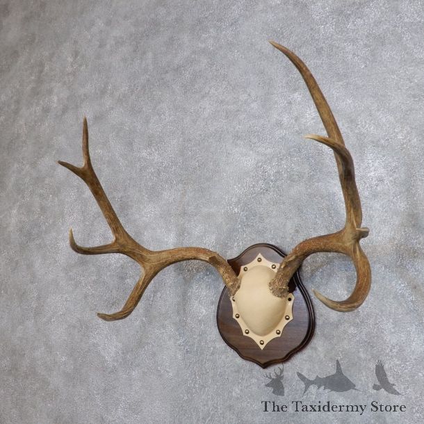Mule Deer Antler Plaque Mount For Sale #18708 @ The Taxidermy Store