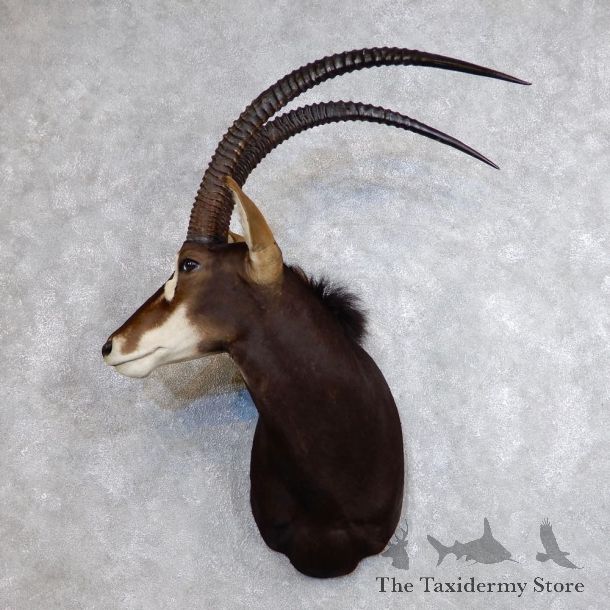 African Sable Shoulder Mount For Sale #18734 For Sale @ The Taxidermy Store